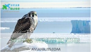 gyrfalcon conservation status