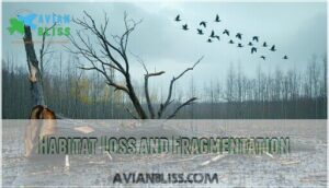 habitat loss and fragmentation