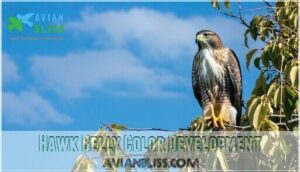 hawk belly color development