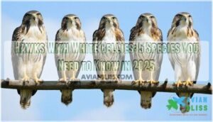 hawks with white bellies