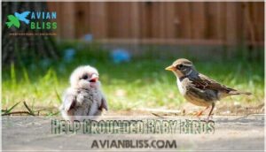 help grounded baby birds