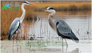 herons and egrets