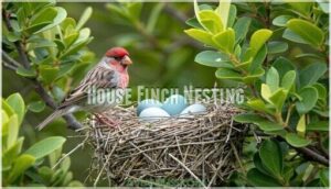house finch nesting