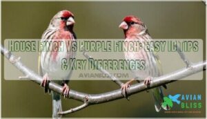 house finch vs purple finch