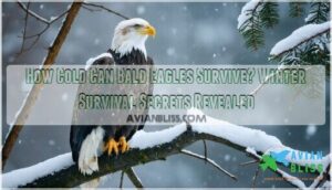 how cold can bald eagles survive