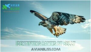 identifying hawks by belly