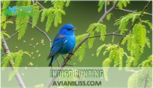 indigo bunting