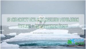 is the snowy owl endangered