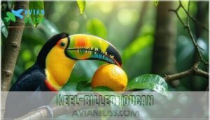 keel-billed toucan