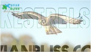 kestrels