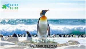 king penguin king penguin