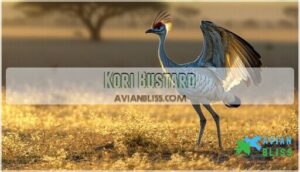 kori bustard kori bustard