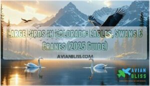 large birds in colorado
