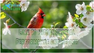 link to mitochondrial performance and health
