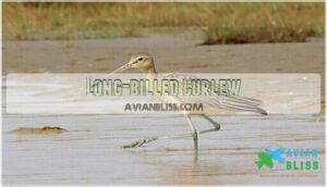 long-billed curlew