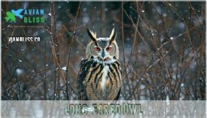 long-eared owl