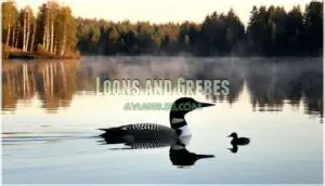 loons and grebes