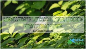 macgillivrays warbler