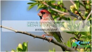 male house finch