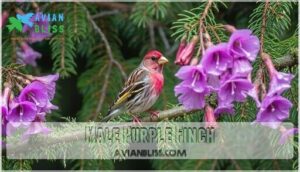 male purple finch