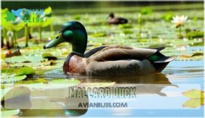 mallard duck