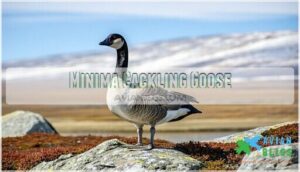 minima cackling goose