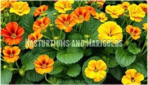 nasturtiums and marigolds