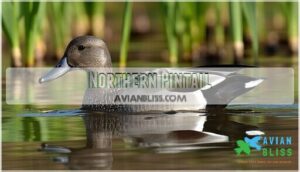 northern pintail