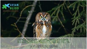 northern saw-whet owl