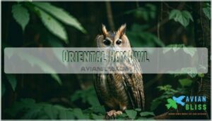 oriental bay owl