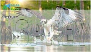 osprey