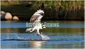 osprey's fishing