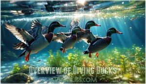 overview of diving ducks