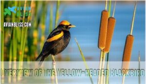 overview of the yellow-headed blackbird