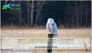 owl behavior and habitat