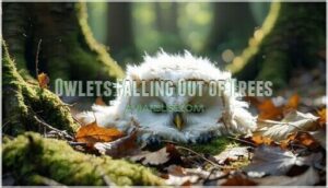 owlets falling out of trees
