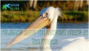pelicans have the longest beaks in the world