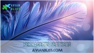 pennaceous feathers pennaceous feathers