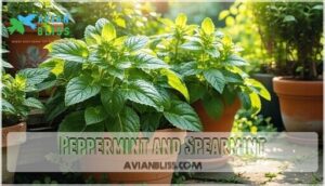 peppermint and spearmint