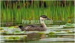 pied-billed grebe