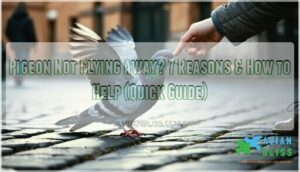 pigeon not flying away