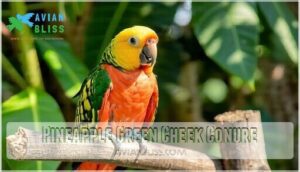 pineapple green cheek conure