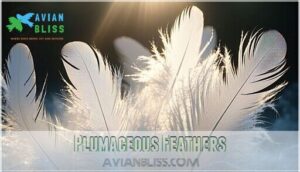 plumaceous feathers plumaceous feathers