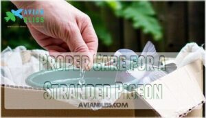 proper care for a stranded pigeon