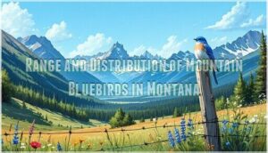 range and distribution of mountain bluebirds in montana