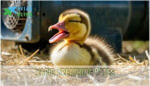 rapid breathing rates