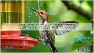 red-bellied woodpeckers