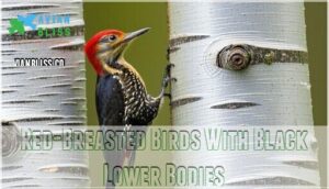 red-breasted birds with black lower bodies