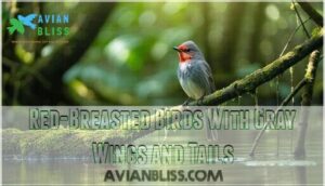 red-breasted birds with gray wings and tails