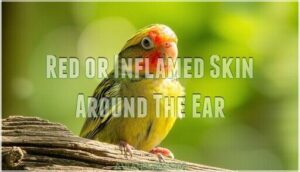 red or inflamed skin around the ear